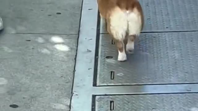 dogs also provide some very important assistance
