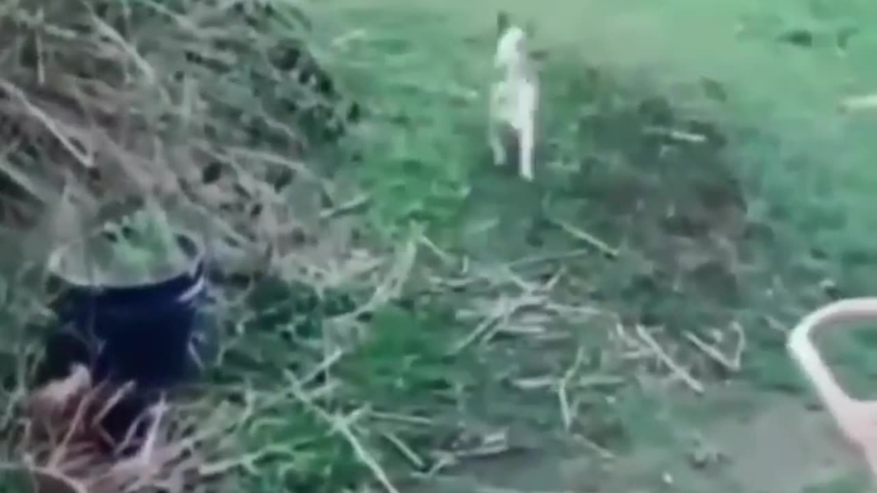 Animal who made My Day 🥰 | cutee animal videos