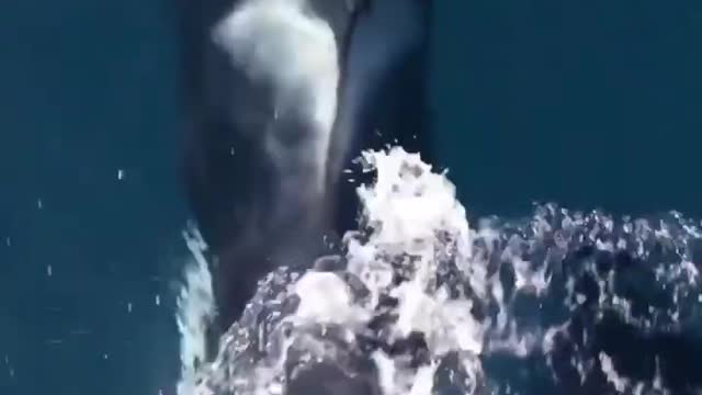 Amazing Wild Dolphins doing Spinner Jumpings - Beautiful Moment || Incredible Dolphin Moments Part 2