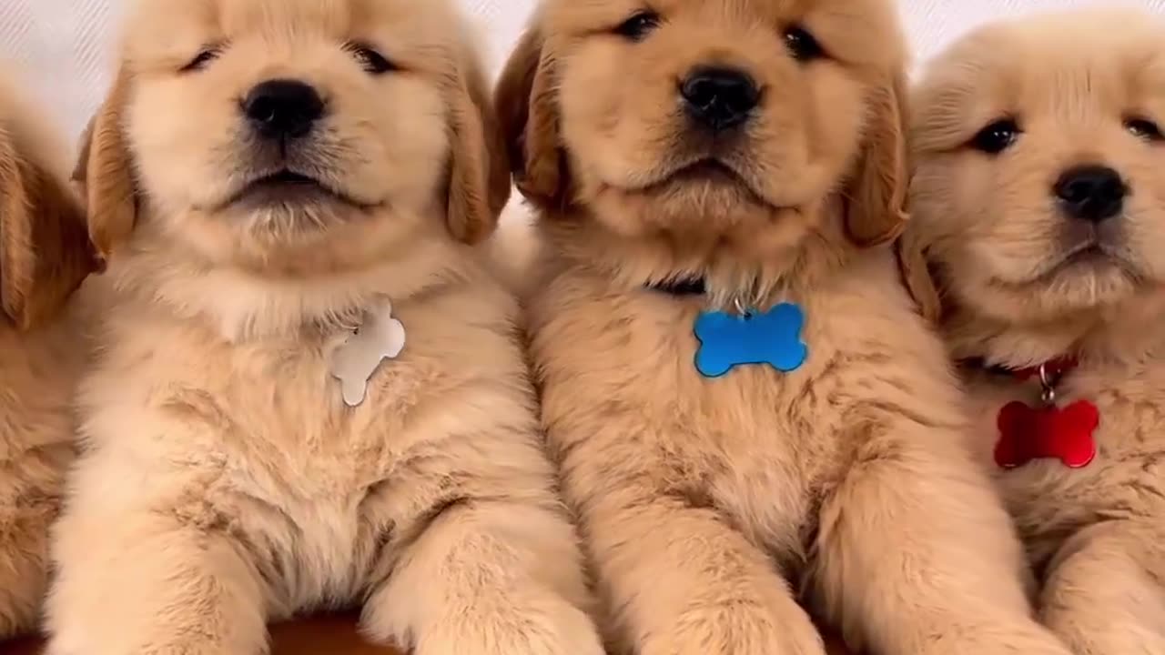 How many puppies you see 💚 cute puppy video