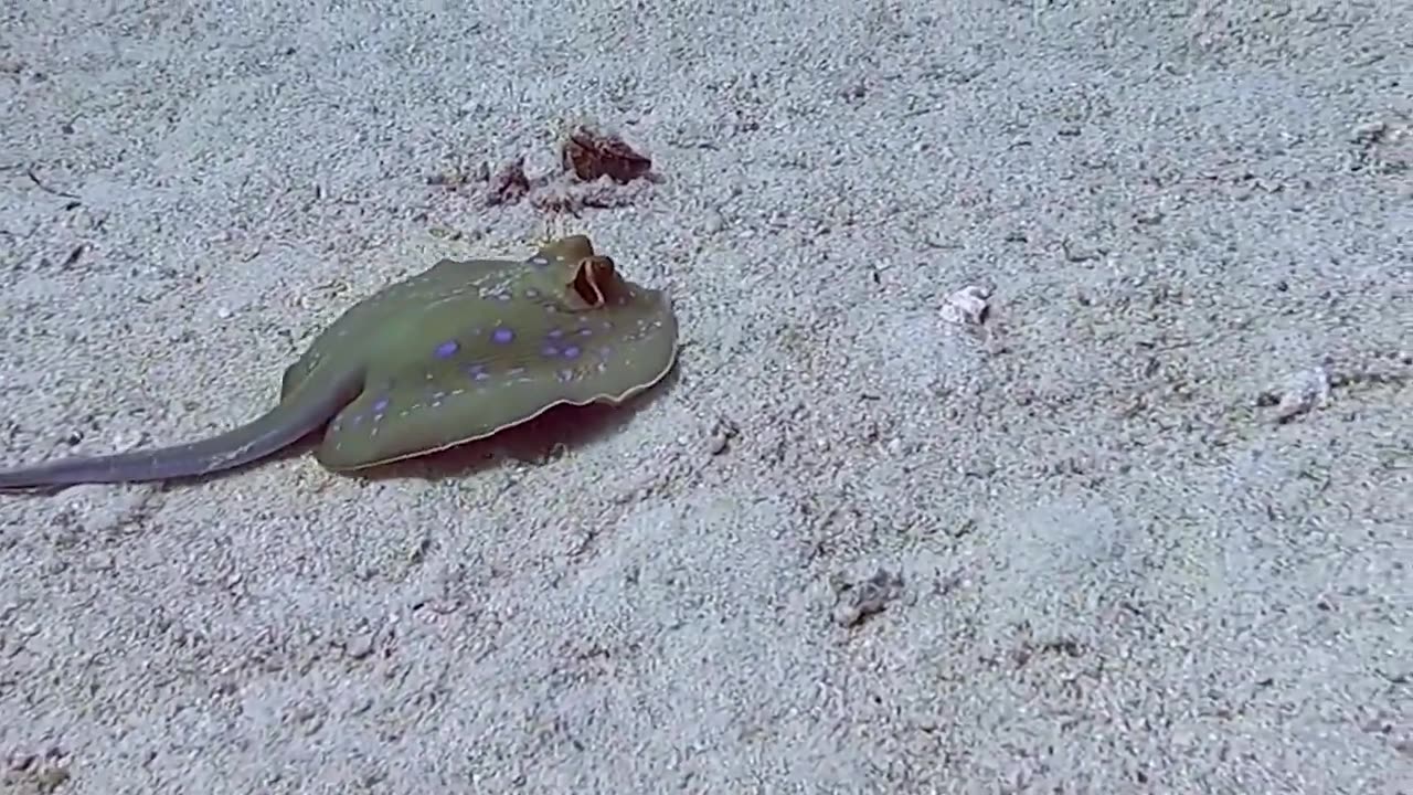 Blue spotted Stingray Birth #shorts #viral #shortsvideo #video