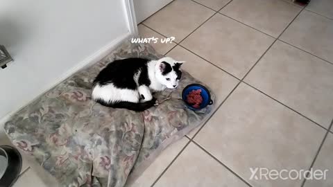 UCU studio cats: Taki waking up to a nice surprise! (Best with sound) "We Are Comics"