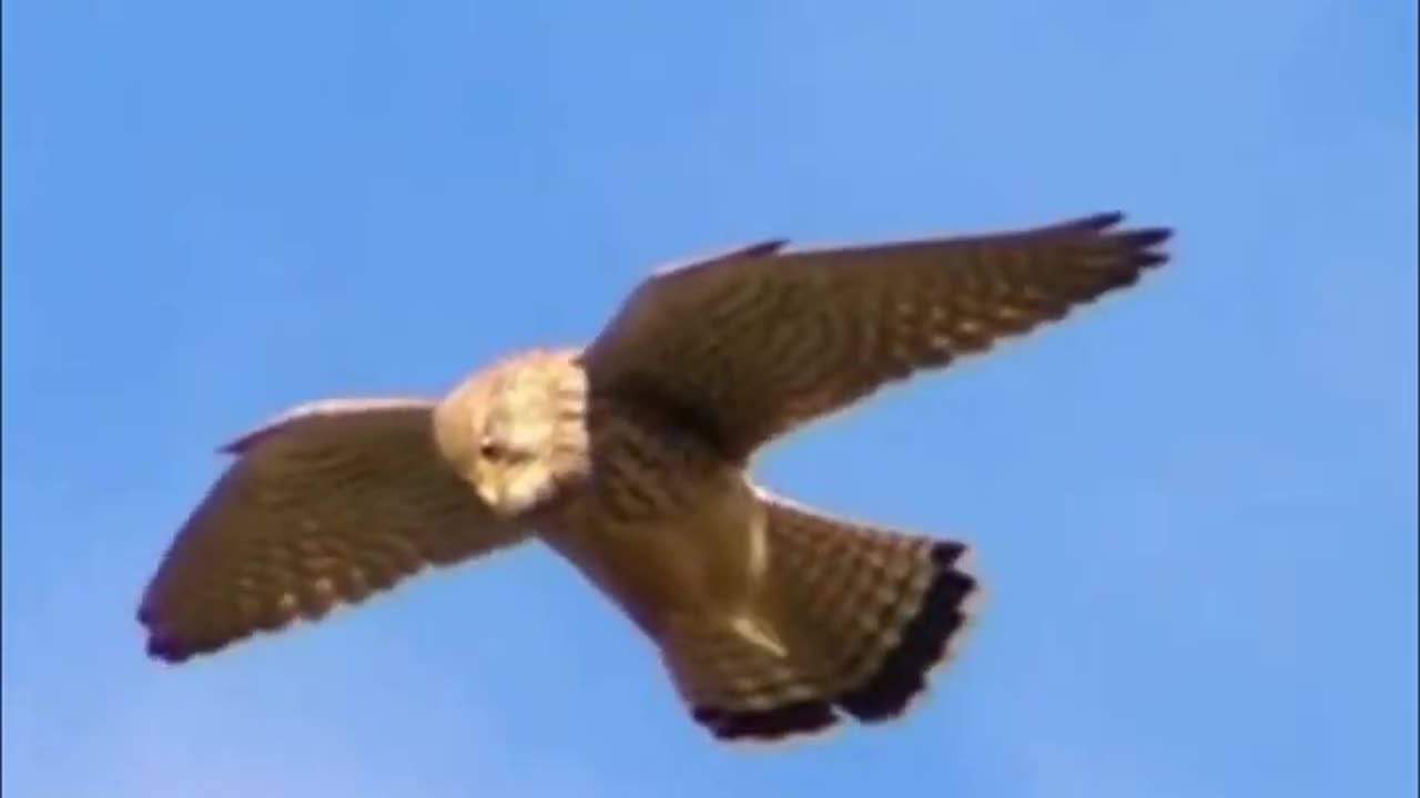 How Birds Stabilize Their Heads