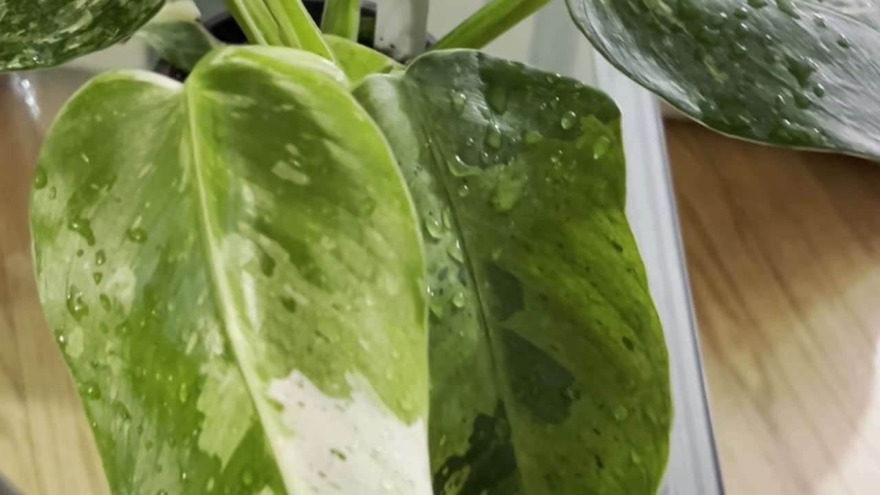 Introducing my NEW Philodendron McDowell and Jose Bueno! 🪴🌿
