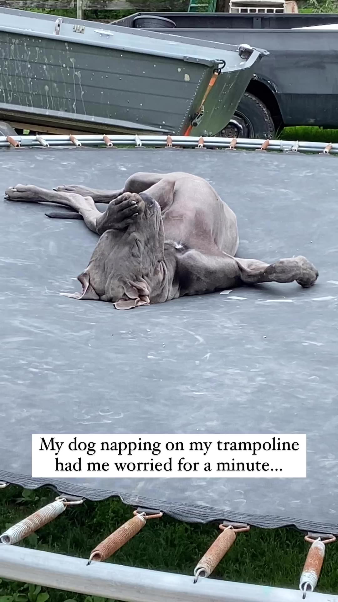 My dog taking a nap