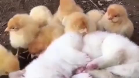 Love Each Other #shorts #viral #shortsvideo #video