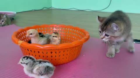 Cute Little kittens is attached by by tiny chicks