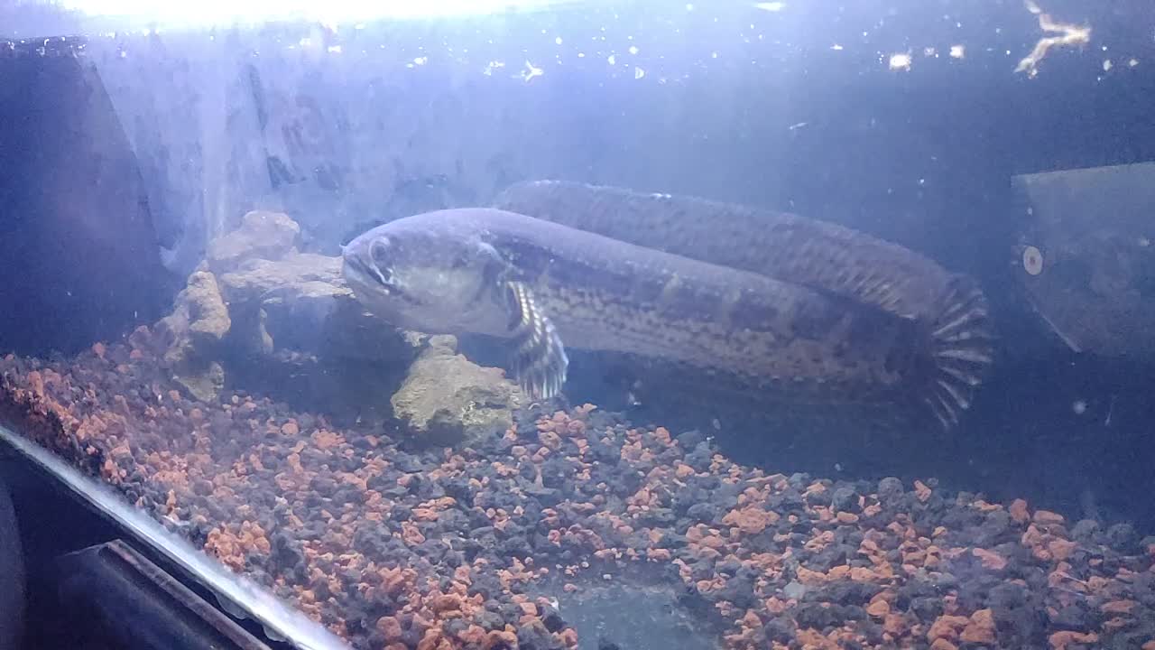 My crazy fish. The orange-spotted snakehead (Channa aurantimaculata)