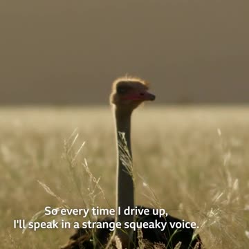 Earning the trust of an ostrich #PlanetEarth3