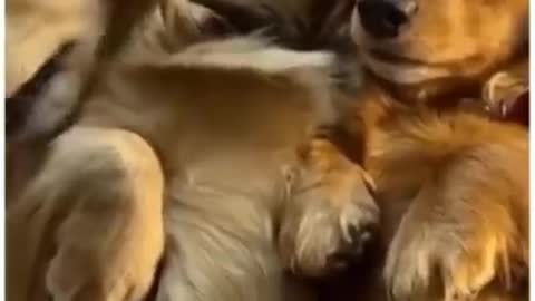 Funny dogs