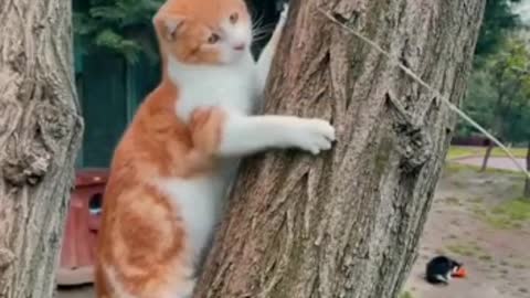 CAT PLAY LIKE A BABY:-)
