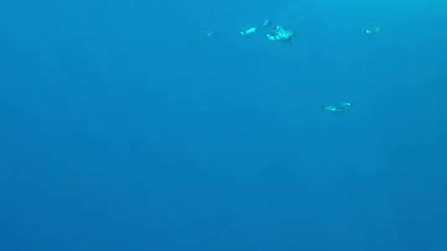 Emperor penguin underwater