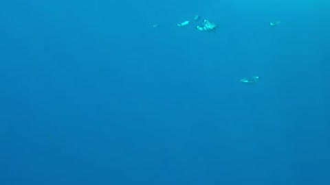 Emperor penguin underwater