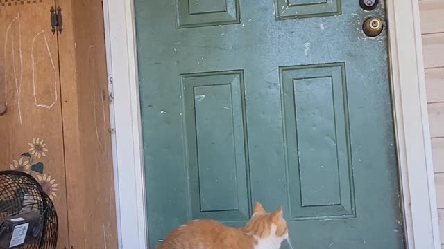 Cat Figures Out How to Knock on Door