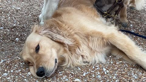 Golden Retriever And Ponies Are Best Friends