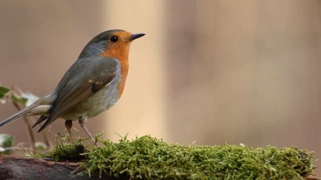 Bird Sounds, Canary bird