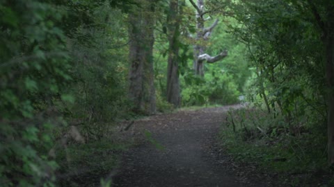 forest 7 raw slow pull focus