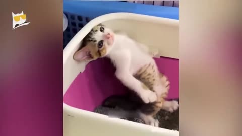 Funny cat video