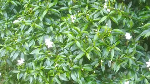 Sri lankan flower