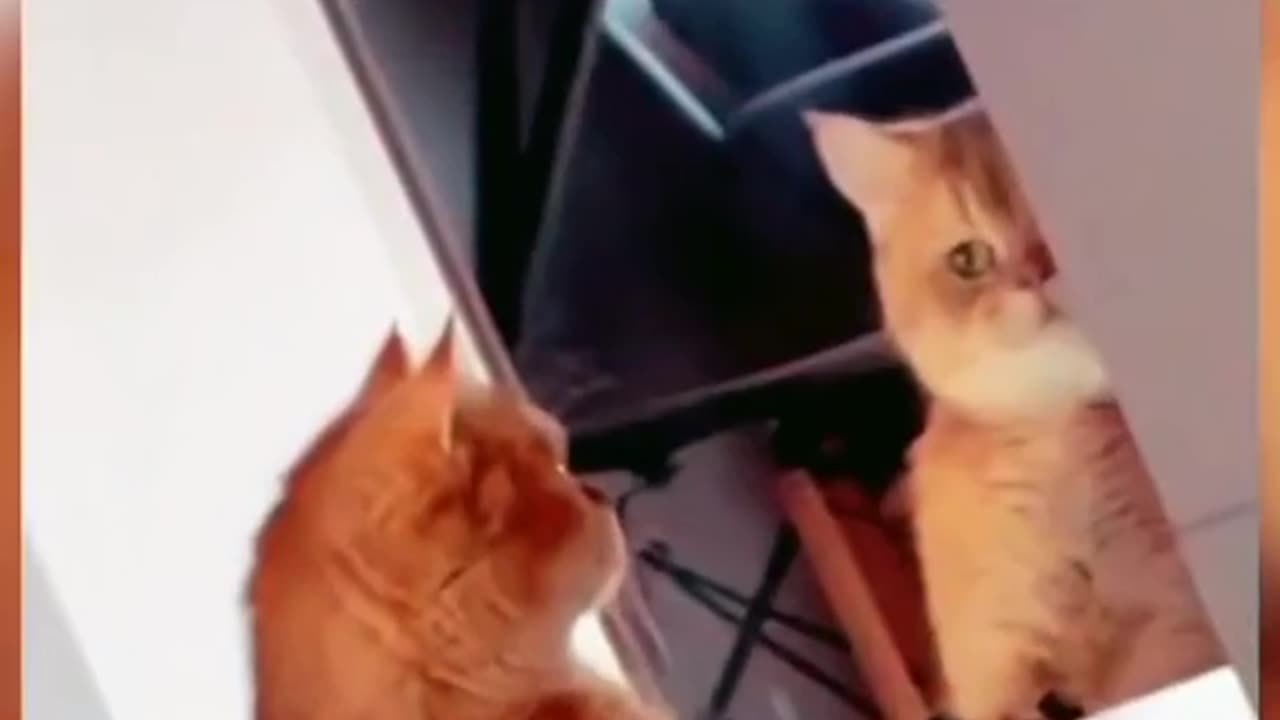 "Cat-titude Overload: Funny Crazy Cat Movement Video"