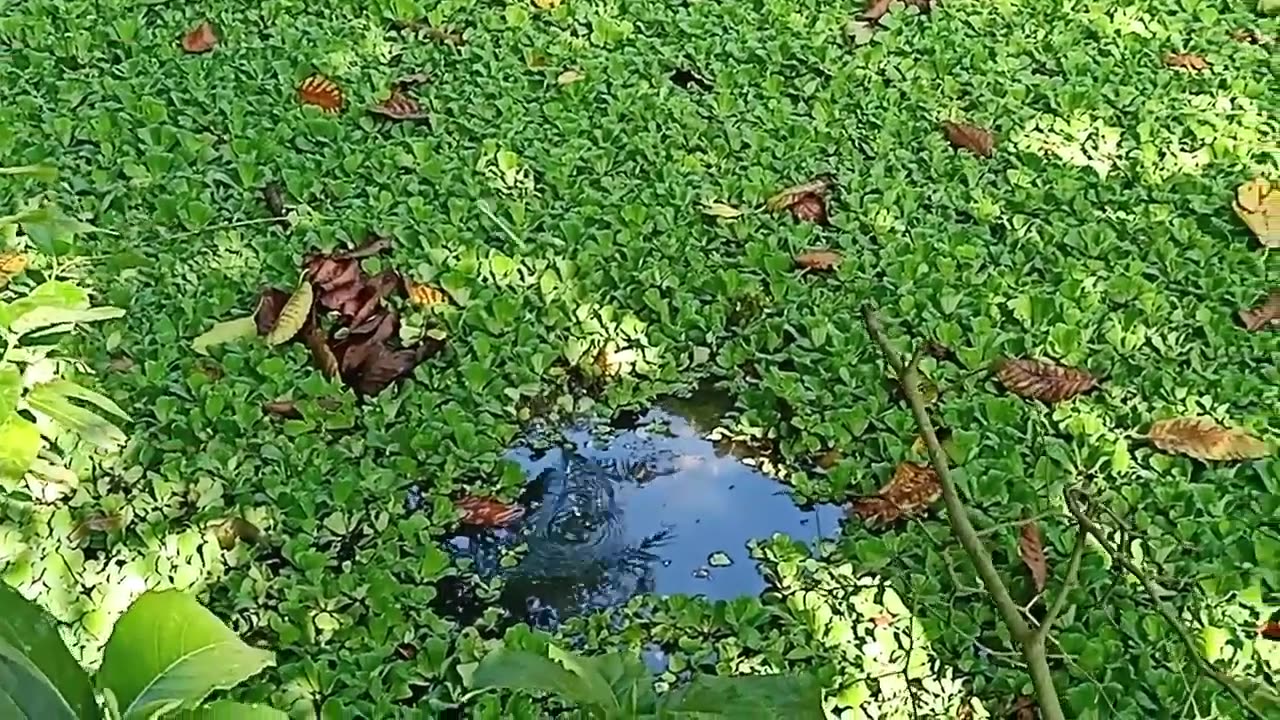 village boys are fishing from the drown