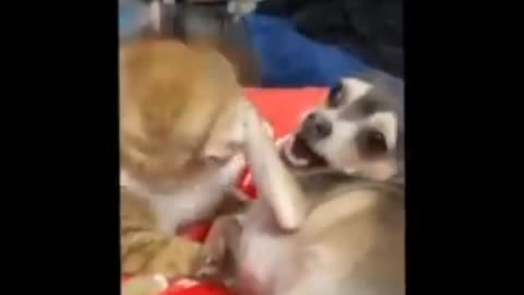 Funny Animal Videos 2022 😂 - Funniest Cats And Dogs Video 😺😍