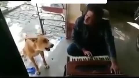 Dog songs