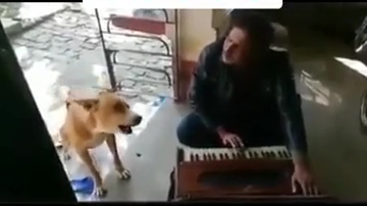 Dog songs