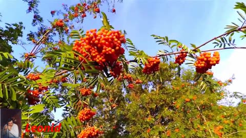 Александр Назаров - Рябина (дуэт с И.Сапуновой)