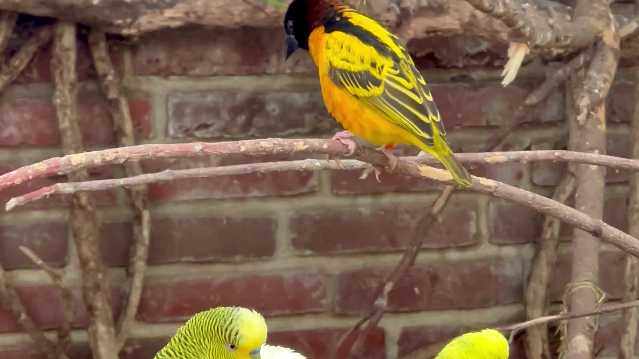 Mix aviary birds - budgies, village weaver and pink cockatoo