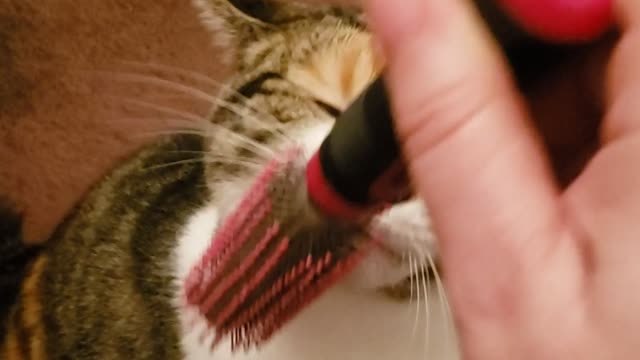 Spaz loves the brush