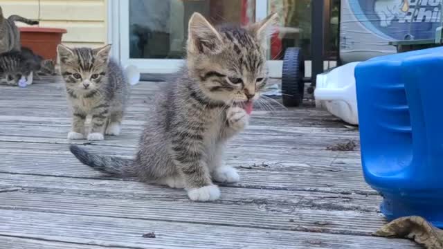 New Kitty