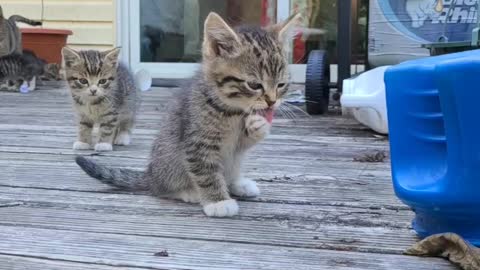 New Kitty