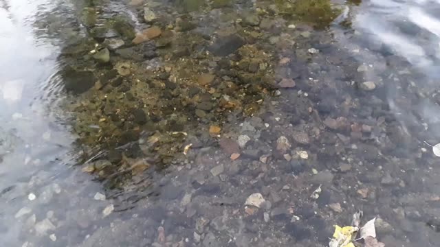 Rocks in Stream