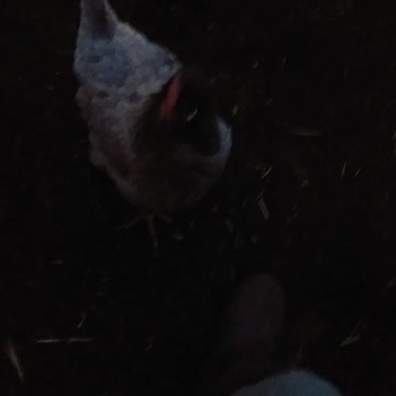 Bedtime for the Chickens