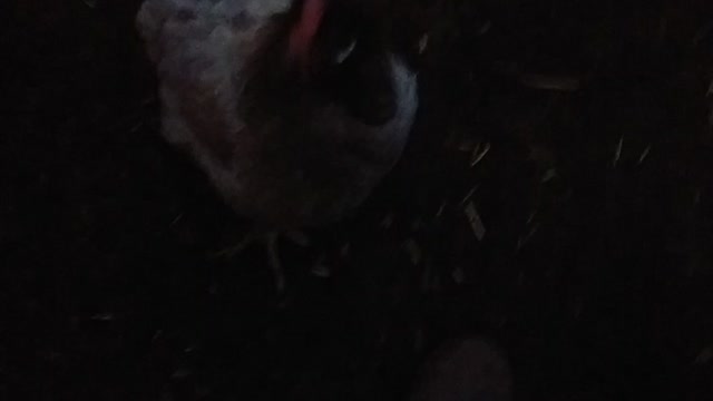 Bedtime for the Chickens