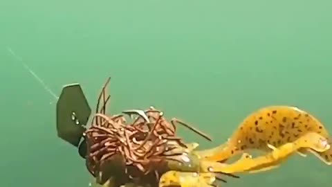 This is a beautiful and charming water-dwelling species