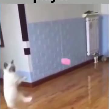 cat basketball player