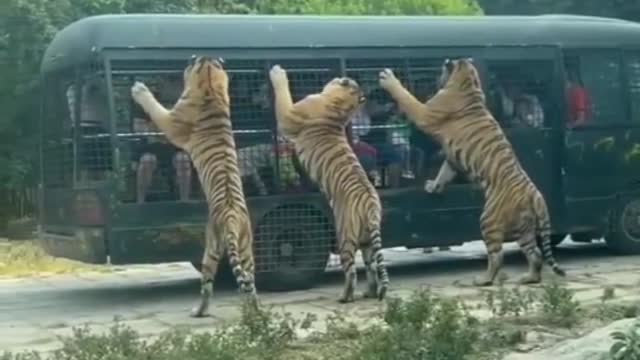 Tigers get to observe visitors 🐅😻