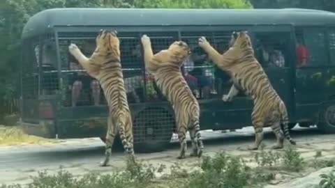 Tigers get to observe visitors 🐅😻