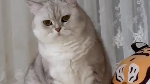 Are you forgetting something I haven’t eaten yet 😡