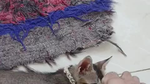 cat videos, kitten play, kitten play with leg, my leg as a toy for kitten 😍😺😘😻🐱 #viral #trending