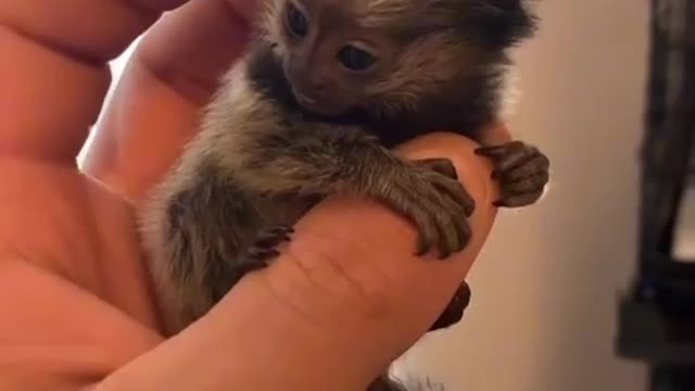 Finger Monkey 🐒 | Baby Monkey | Awwww It's so cutee | See the cuteness