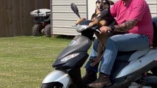 Axel the Dog Loves Riding the Scooter