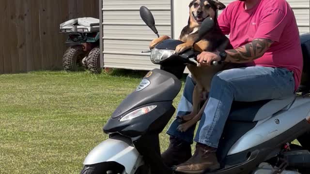 Axel the Dog Loves Riding the Scooter