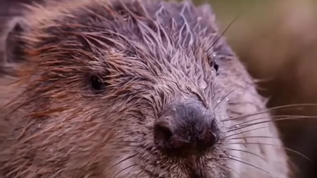 Hundreds of beavers live in the Urungu River system