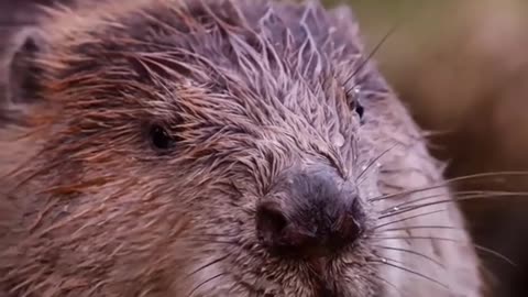 Hundreds of beavers live in the Urungu River system