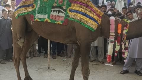 Camel sacrifice