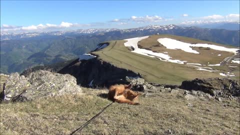 Dog enjoying the scenery from the top of the mountain