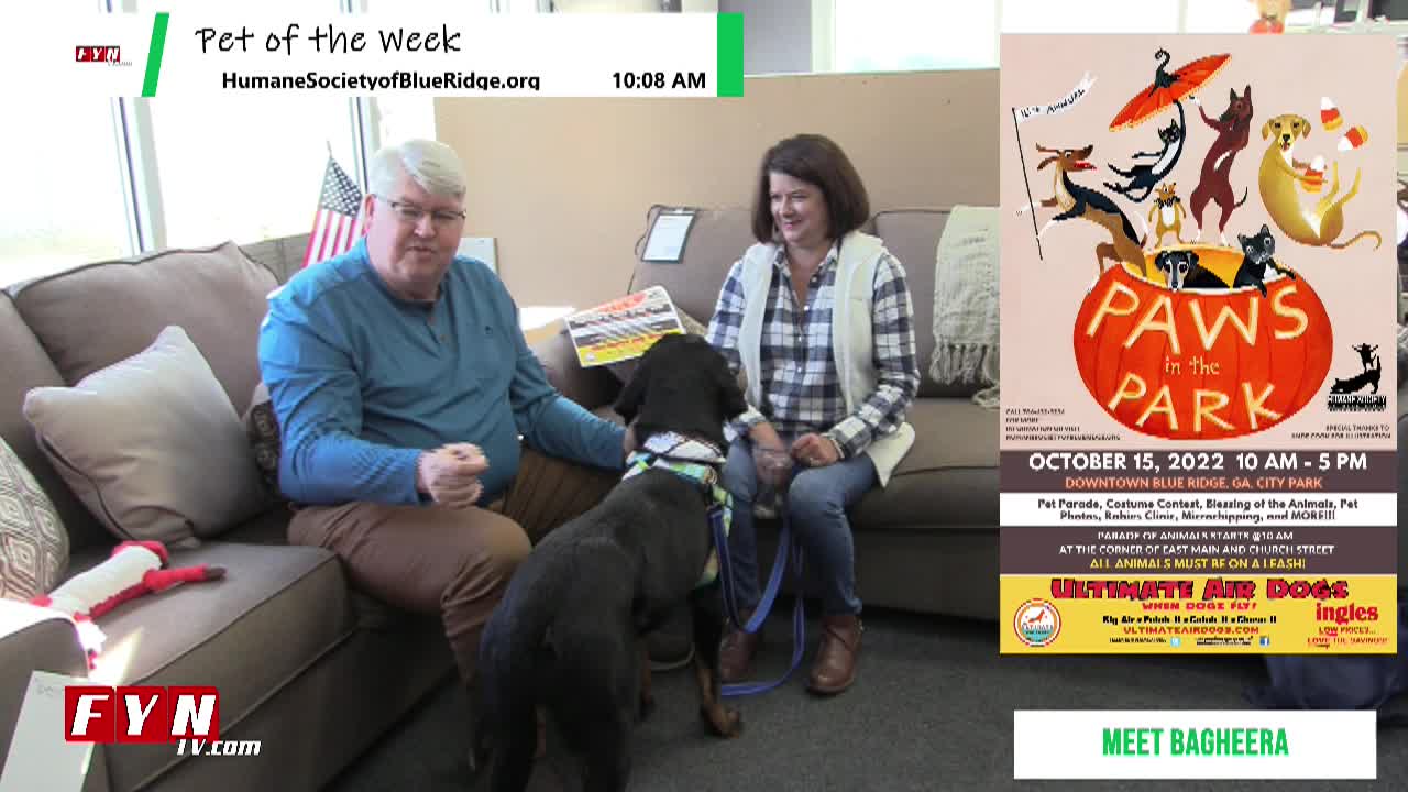 Pet of The Week - Bagheera - www.HumaneSocietyofBlueRidge.org